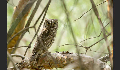 Zwergohreule (Otus scops)