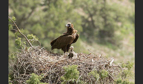 Mönchsgeier (Aegypius monachus)