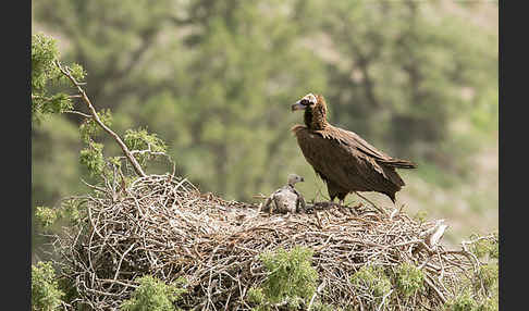 Mönchsgeier (Aegypius monachus)