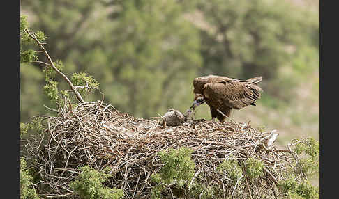 Mönchsgeier (Aegypius monachus)