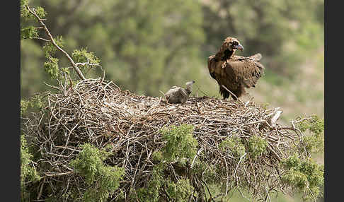 Mönchsgeier (Aegypius monachus)