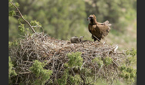 Mönchsgeier (Aegypius monachus)