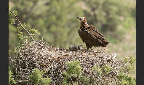 Mönchsgeier (Aegypius monachus)