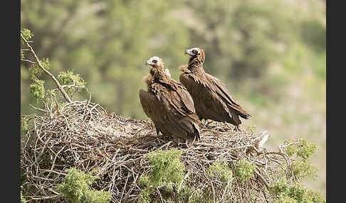 Mönchsgeier (Aegypius monachus)