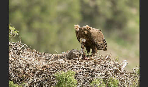 Mönchsgeier (Aegypius monachus)