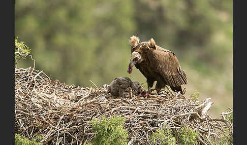 Mönchsgeier (Aegypius monachus)