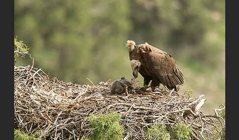 Mönchsgeier (Aegypius monachus)