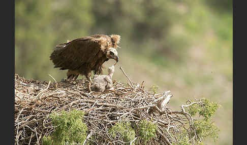 Mönchsgeier (Aegypius monachus)