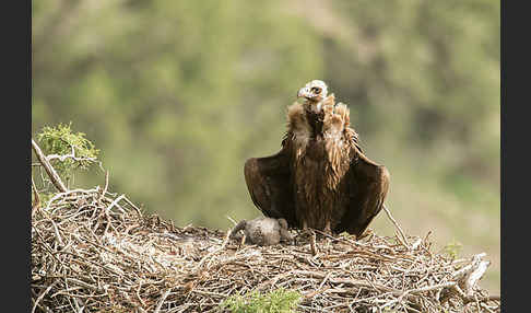 Mönchsgeier (Aegypius monachus)