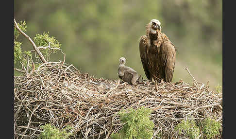 Mönchsgeier (Aegypius monachus)