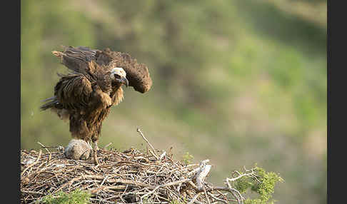 Mönchsgeier (Aegypius monachus)