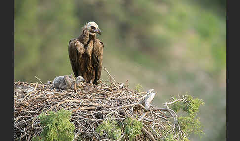 Mönchsgeier (Aegypius monachus)