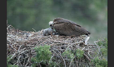 Mönchsgeier (Aegypius monachus)