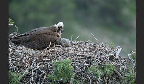 Mönchsgeier (Aegypius monachus)