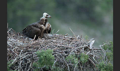 Mönchsgeier (Aegypius monachus)