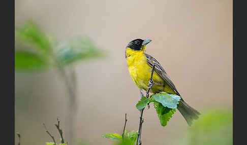 Kappenammer (Emberiza melanocephala)