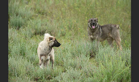 Haushund (Canis lupus familiaris)