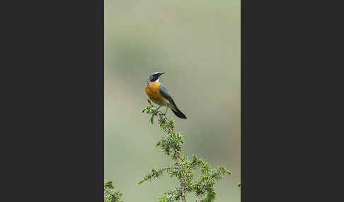 Weißkehlsänger (Irania gutturalis)