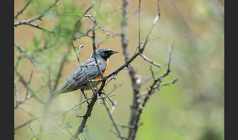 Weißkehlsänger (Irania gutturalis)