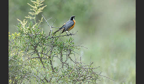 Weißkehlsänger (Irania gutturalis)