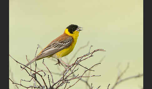 Kappenammer (Emberiza melanocephala)