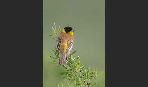 Kappenammer (Emberiza melanocephala)