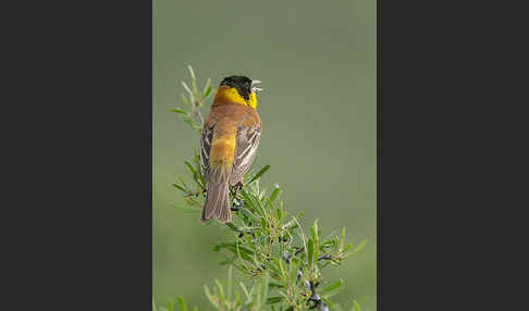 Kappenammer (Emberiza melanocephala)