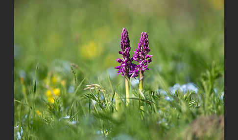 Manns-Knabenkraut (Orchis mascula)