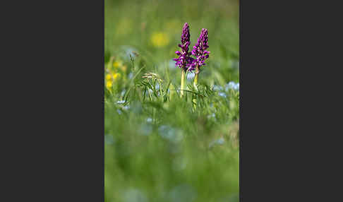 Manns-Knabenkraut (Orchis mascula)