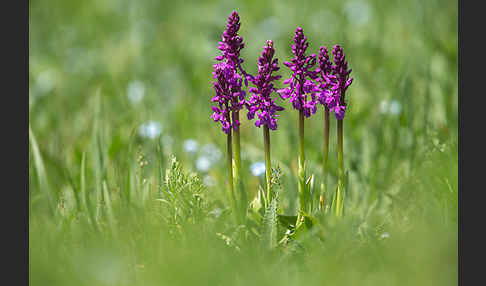 Manns-Knabenkraut (Orchis mascula)