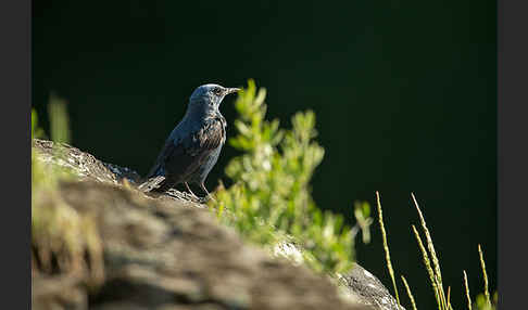 Blaumerle (Monticola solitarius)