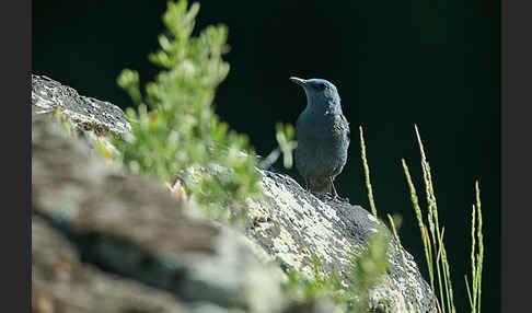 Blaumerle (Monticola solitarius)