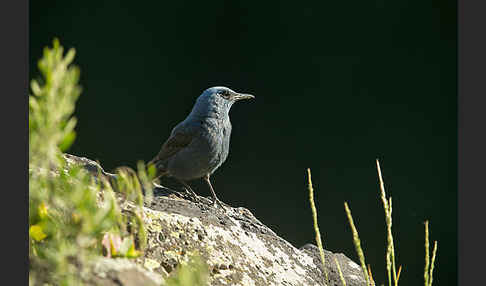 Blaumerle (Monticola solitarius)