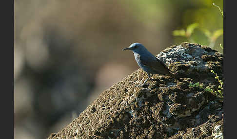 Blaumerle (Monticola solitarius)