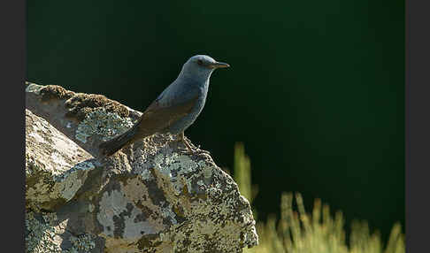 Blaumerle (Monticola solitarius)