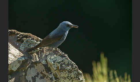 Blaumerle (Monticola solitarius)