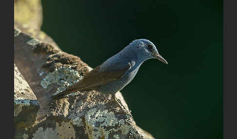 Blaumerle (Monticola solitarius)