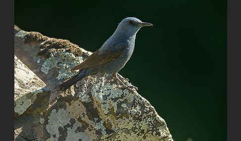 Blaumerle (Monticola solitarius)