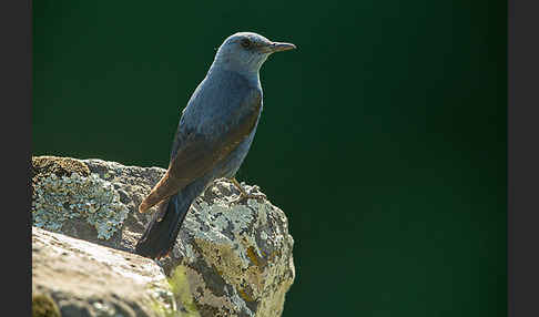 Blaumerle (Monticola solitarius)