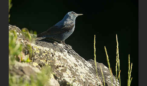 Blaumerle (Monticola solitarius)