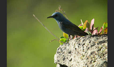 Blaumerle (Monticola solitarius)