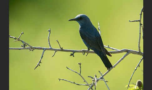 Blaumerle (Monticola solitarius)