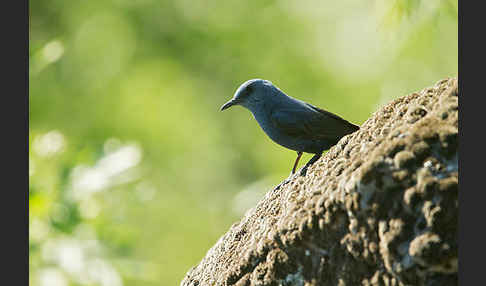 Blaumerle (Monticola solitarius)