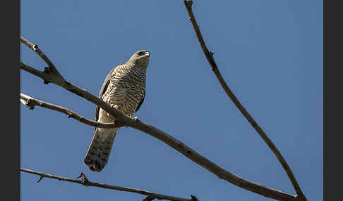 Kurzfangsperber (Accipiter brevipes)