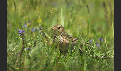 Feldlerche (Alauda arvensis)