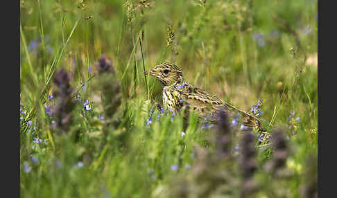 Feldlerche (Alauda arvensis)