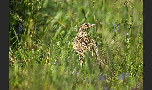 Feldlerche (Alauda arvensis)