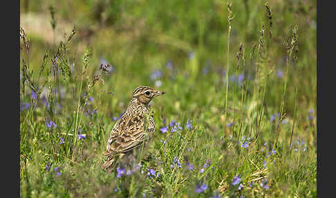 Feldlerche (Alauda arvensis)