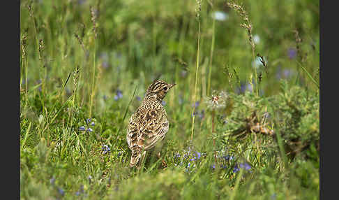 Feldlerche (Alauda arvensis)