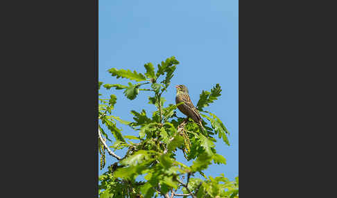 Ortolan (Emberiza hortulana)